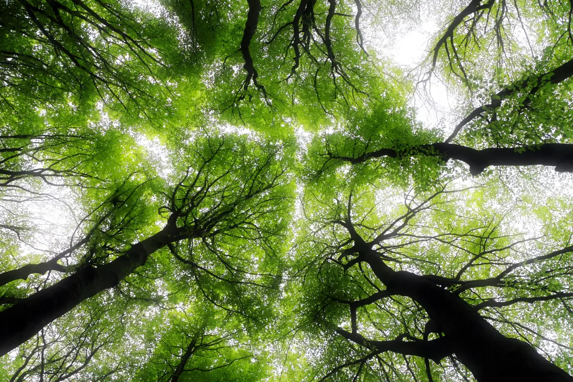 low angle photography of trees during daytime low angle photography of trees during daytime