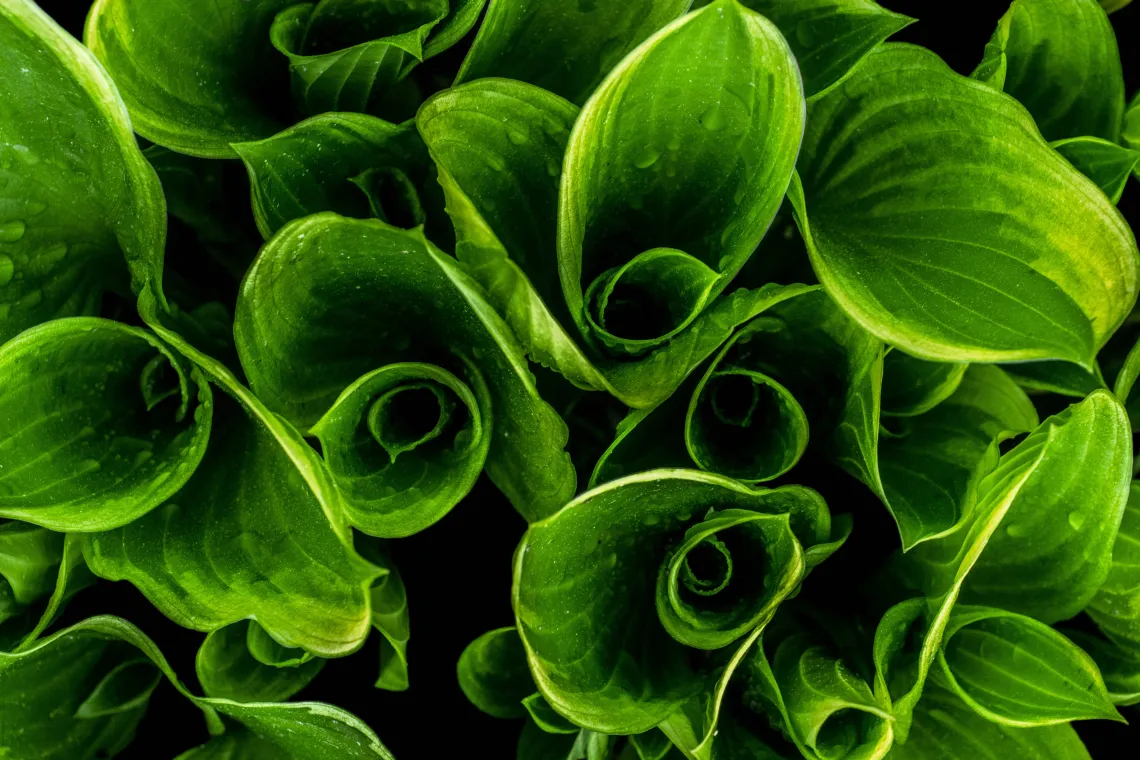 Dew on leaves Dew on leaves